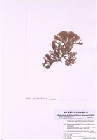 藏品(白果胞藻)的圖片
